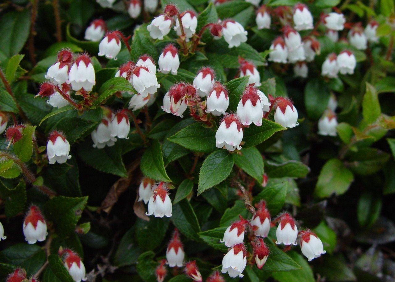 Fiori bianchi della Gaultheria