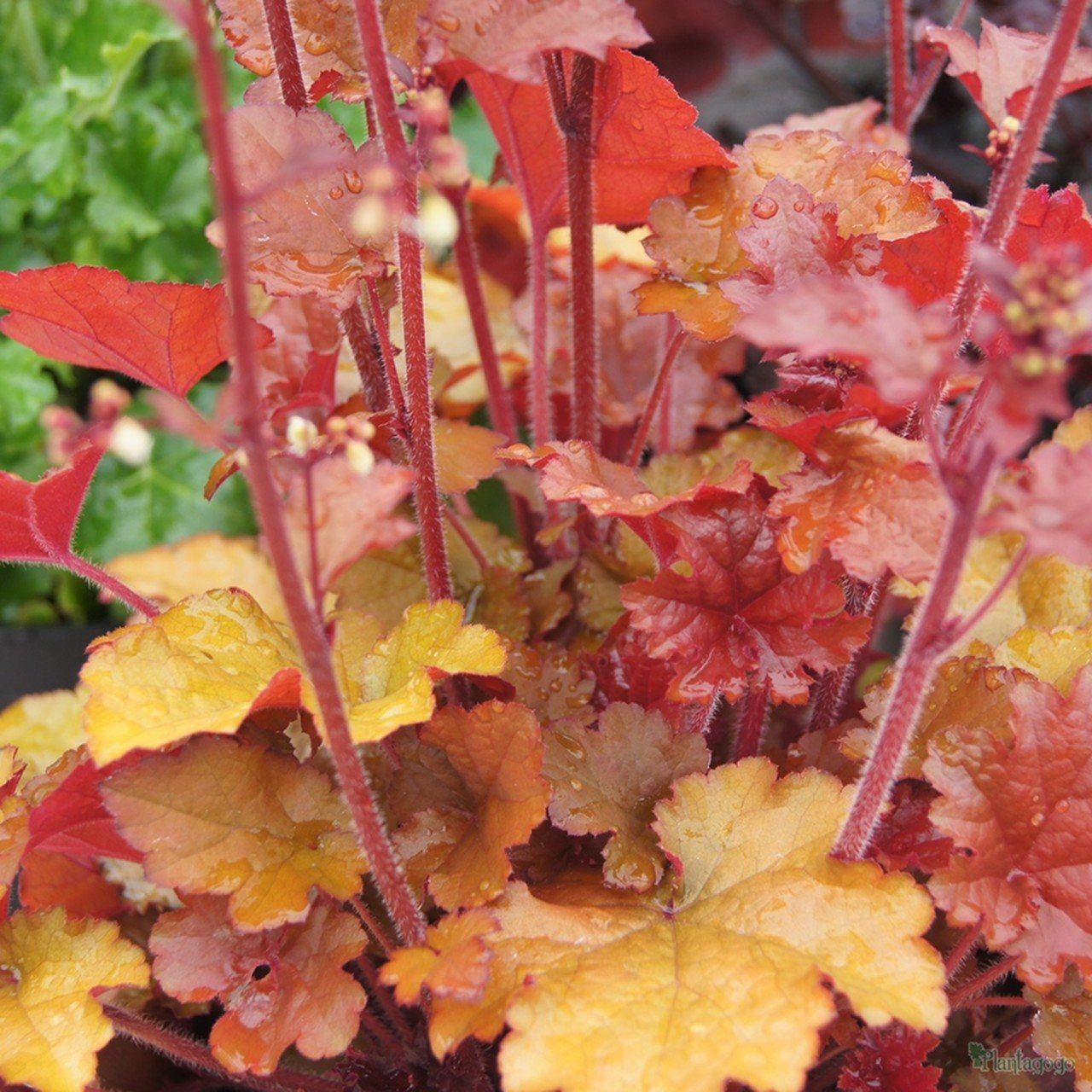 heuchera-foglie-arancio