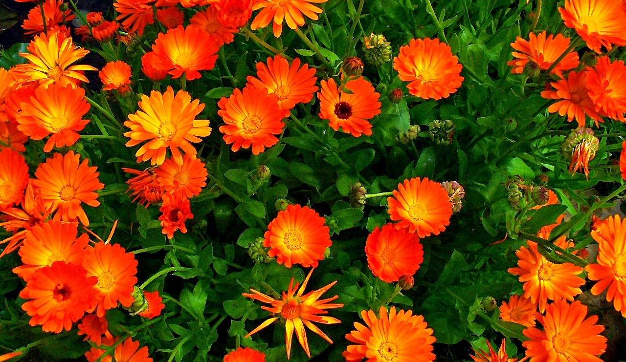 Calendula