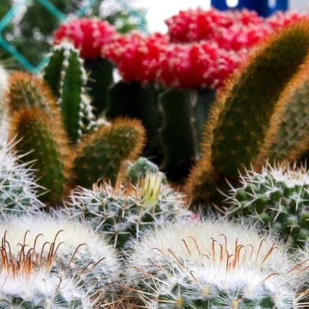 Giardino con i Fiori di Cactus