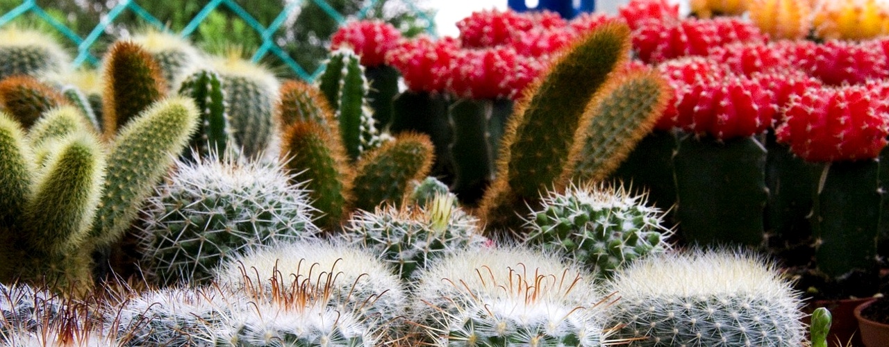 Giardino con i Fiori di Cactus