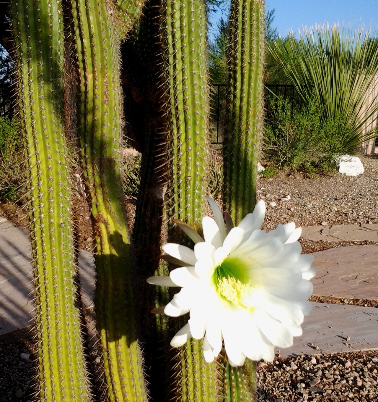 Echinopsis subdenudata in fiore