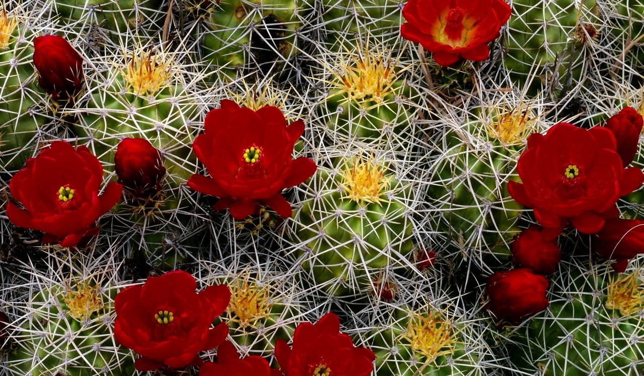 Fioritura di cactus, fiori rossi