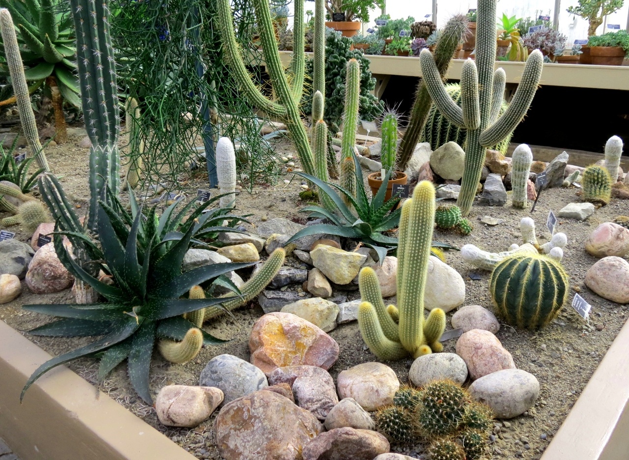 Giardino con cactus in stile deserto