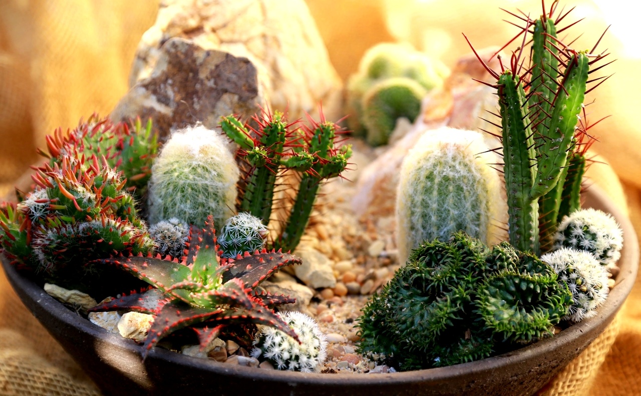 Composizione in vaso di mini cactus