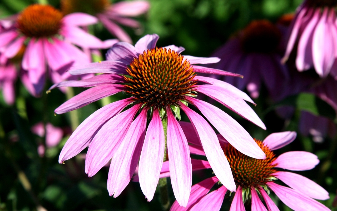 Fiori di Echinacea Purpurea