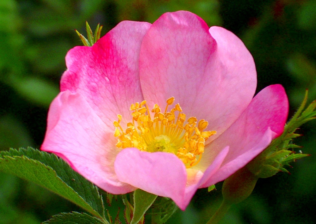 Fiore di Rosa Canina